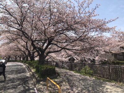 今年も桜がきれいです(^^♪